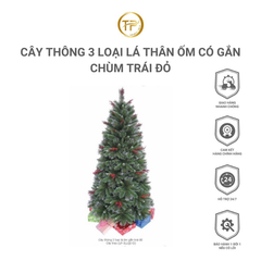 CÂY THÔNG 3 LOẠI LÁ THÂN ỐM CÓ GẮN CHÙM TRÁI ĐỎ