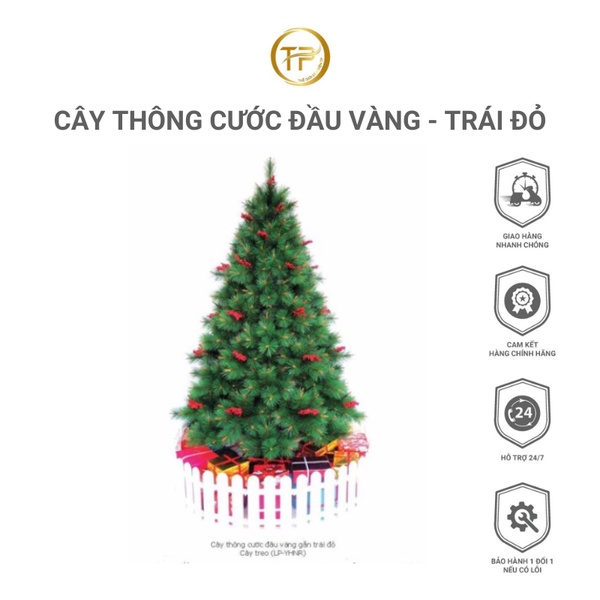 CÂY THÔNG CƯỚC ĐẦU VÀNG CÓ GẮN TRÁI ĐỎ