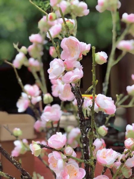 CÀNH HOA ĐÀO, MAI TÂY CAO CẤP