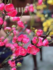 CÀNH HOA ĐÀO, MAI TÂY CAO CẤP