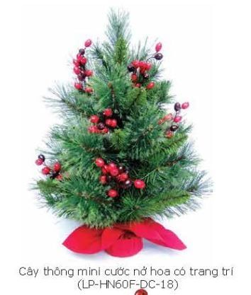 CÂY THÔNG MINI CƯỚC NỞ HOA