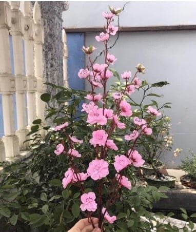 CÀNH ĐÀO HỒNG THÁI TRANG TRÍ TẾT