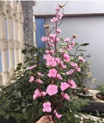 CÀNH ĐÀO HỒNG THÁI TRANG TRÍ TẾT