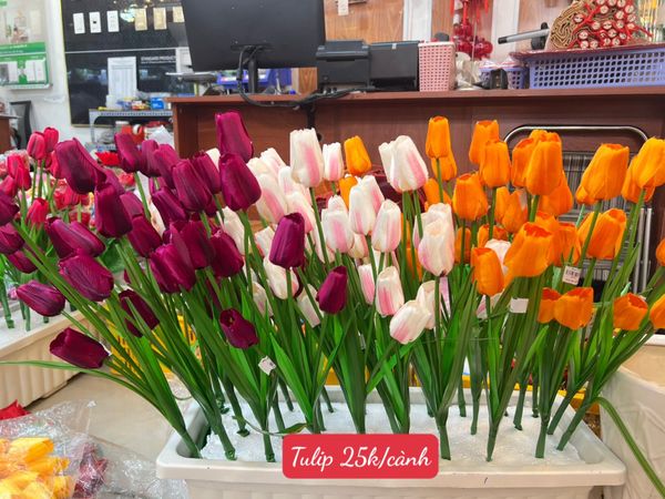 HOA TULIP - CAO SU NON