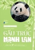  Gấu Trúc Manh Lan - Panda Menglan 
