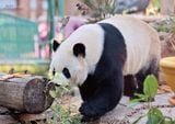  Gấu Trúc Manh Lan - Panda Menglan 