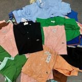  Áo Polo LACOSTE slim fit basic 