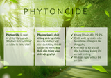  Nước Phytoncide nguyên chất thanh lọc làm sạch không khí, đồ dùng (Pure Phytoncide) 50 ml 