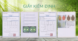  Nước Phytoncide tươi thanh lọc & làm sạch không khí, đồ dùng (Special Edition) đủ size 