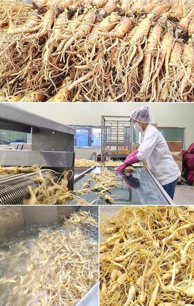  Hồng sâm cho bé Kids Gold (Hộp 30 gói) 