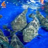 Cá Song Hổ
