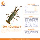 Tôm Hùm Baby