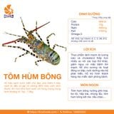 Tôm hùm bông 700/900