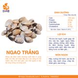 Ngao Trắng