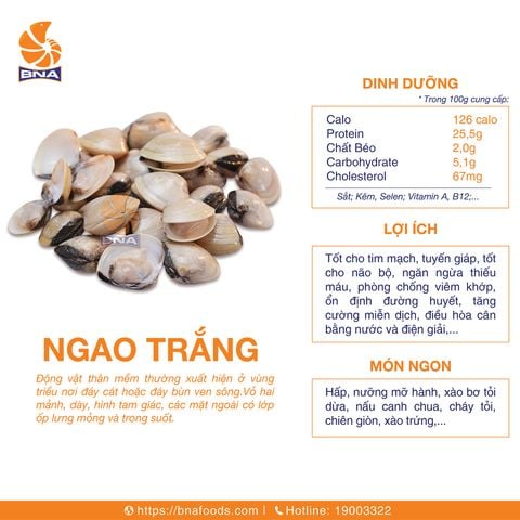Ngao Trắng