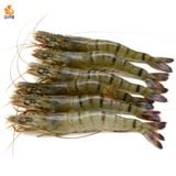 Tôm Sú Quảng Canh Nguyên Con (1kg)