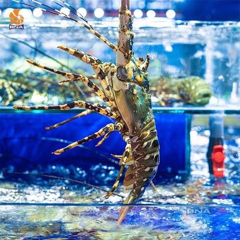 Tôm hùm bông 700/900