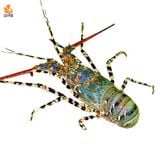 Tôm hùm bông 700/900