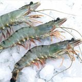 Tôm Sú Quảng Canh Nguyên Con (1kg)