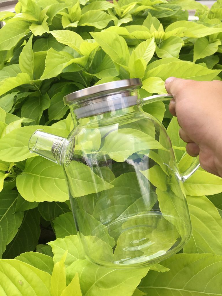 Bình trà thủy tinh 1.6l