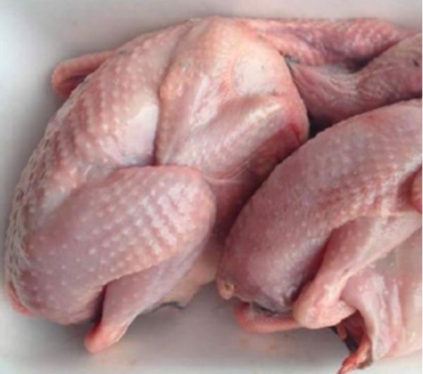  Bồ câu ra ràng combo 2con 