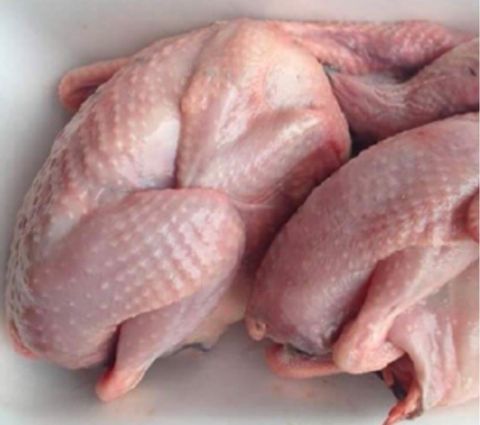  Bồ câu ra ràng combo 2con 