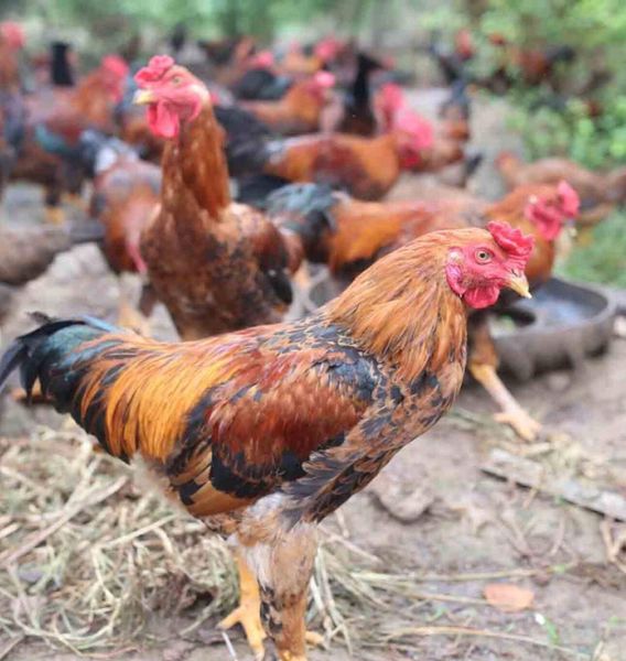  Gà lai chọi đăc lăk 