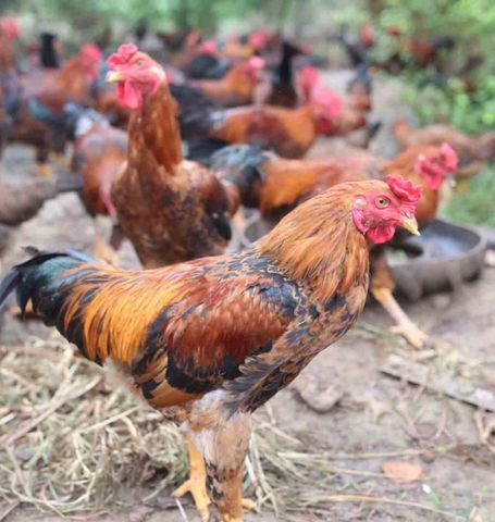  Gà lai chọi đăc lăk 