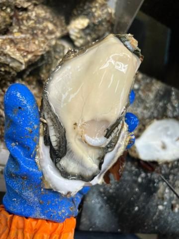  Hàu nhật cao cấp - North Japan Oysters 