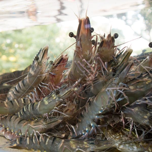  Tôm Sú Sinh Thái Organic Size 5 