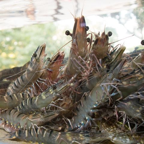  Tôm Sú Sinh Thái Organic Size 5 