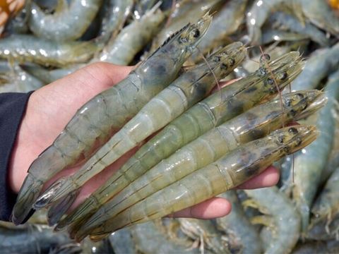  Tôm sú sinh thái organic size 10 con 