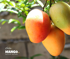 Xoài Sấy Dẻo -  Hello Mango - sấy lạnh loại xuất khẩu