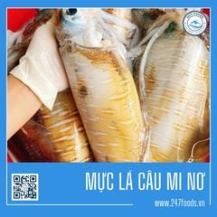 Mực lá câu mi nơ - Đặc Sản Biển Nha Trang