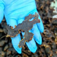 GỪNG ĐEN ORGANIC - Thảo Dược Lên Men