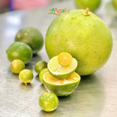 BƯỞI ĐEN ORGANIC - Thảo Dược Lên Men