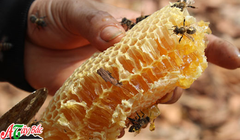 MẬT ONG RỪNG TÂY BẮC - 500g