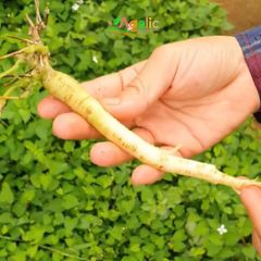 SÂM ĐEN ORGANIC - Thảo Dược Lên Men