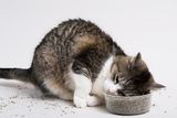  [ phụ kiện ] Cỏ Bạc Hà Cho Mèo - CATNIP - Gói 5g - Giúp mèo thư giãn, tiêu hóa tốt 