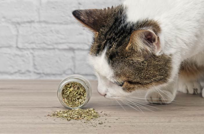  [ phụ kiện ] Cỏ Bạc Hà Cho Mèo - CATNIP - Gói 5g - Giúp mèo thư giãn, tiêu hóa tốt 