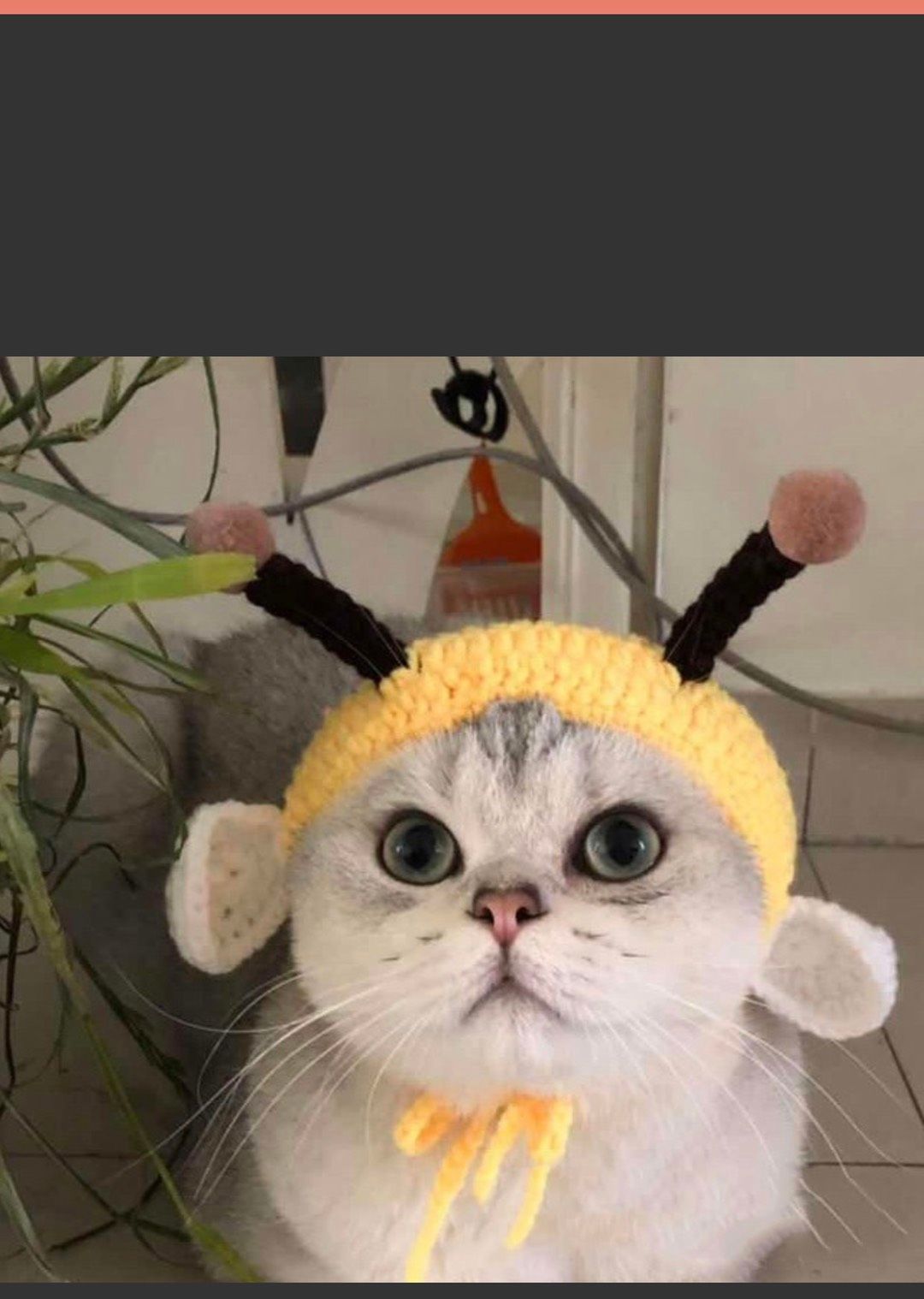  [ phụ kiện ] Mũ len thời trang dễ thương cho chó mèo 