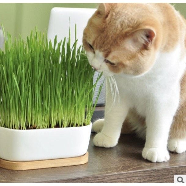  [ phụ kiện ] Hạt giống cỏ lúa mạch cho mèo - gói dùng thử 