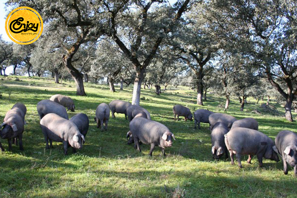 Heo để lấy thịt lợn muối Tây Ban Nha trải qua quá trình nuôi nghiêm ngặt