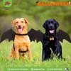  Cánh dơi hóa trang Halloween | OMP 
