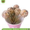 Que ngũ cốc cho thú nhỏ | OMP