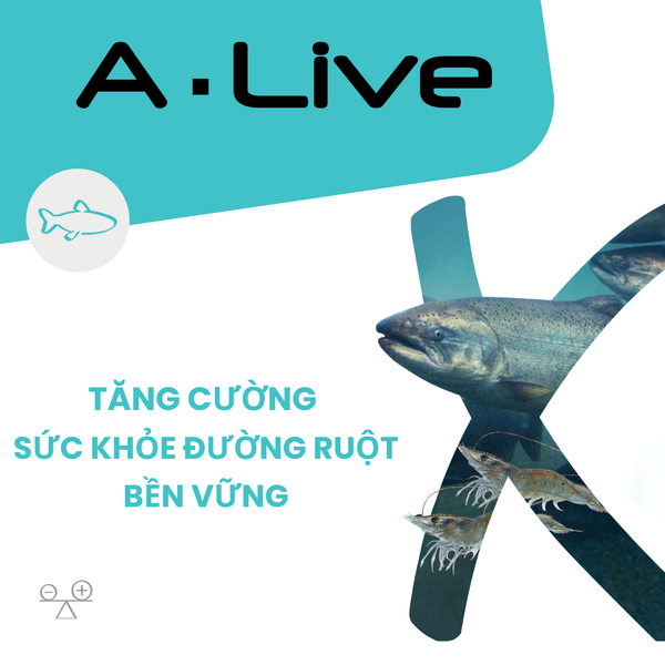 MIX-ALIVE ( A.LIVE )