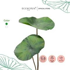 Lá sen cắm hoa Ecolotus