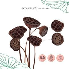 Gương sen sấy khô Ecolotus