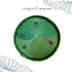 Nia lá sen Ecolotus - Xanh Lá