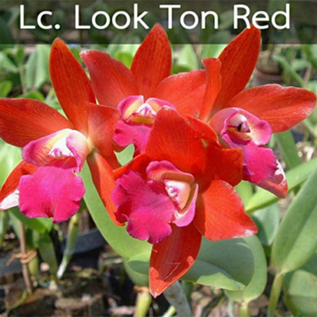  Cát đỏ đang nụ hoặc hoa Lookton Red 